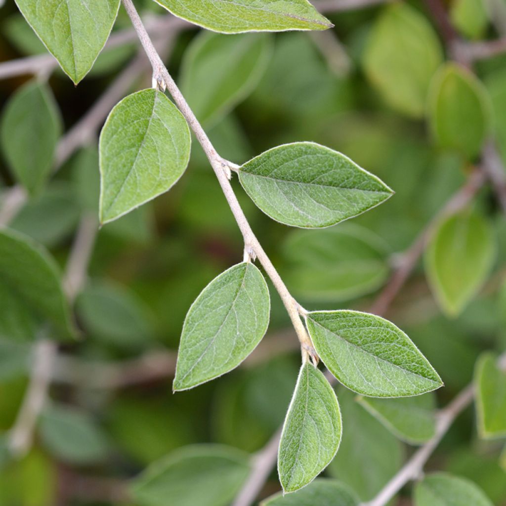 Cotoneaster franchetii - Cotonéastre de Franchet