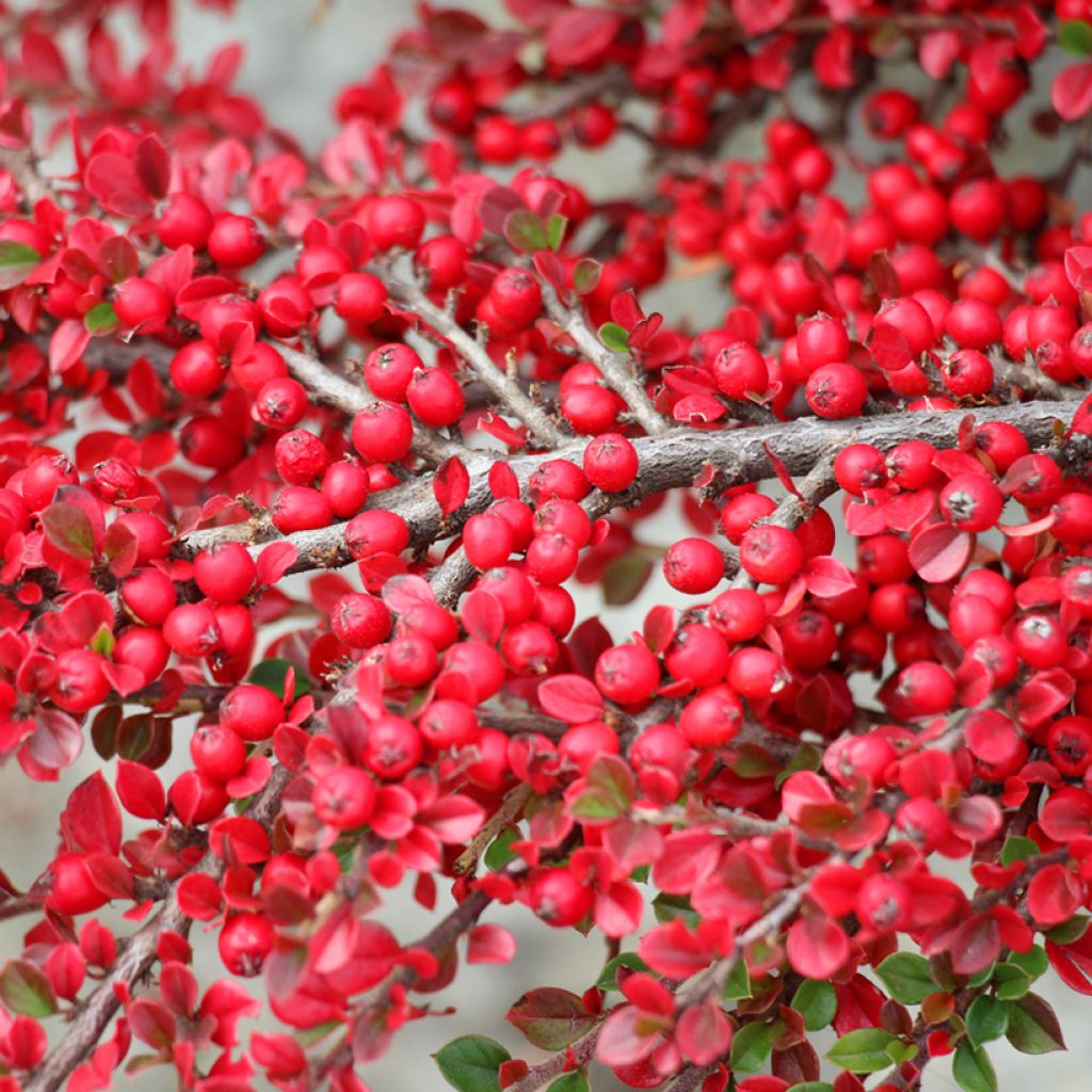 Cotoneaster horizontalis - Cotonéaster rampant