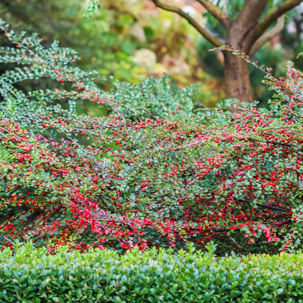 Cotoneaster horizontalis - Cotonéaster rampant