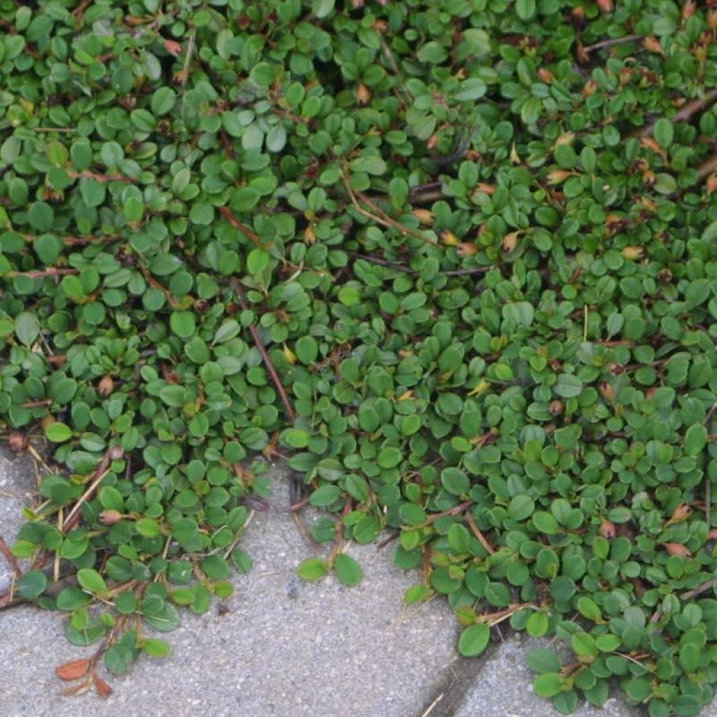 Cotoneaster procumbens Streibs Findling - Cotonéaster rampant