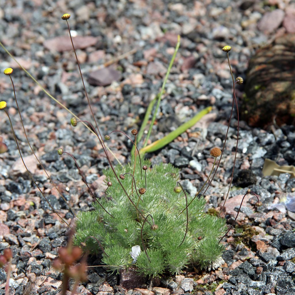 Cotula hispida - Leptinella