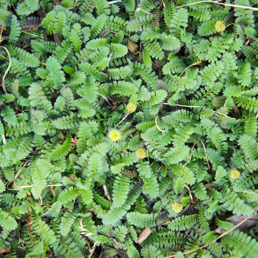 Cotule à bractées - Leptinella squalida