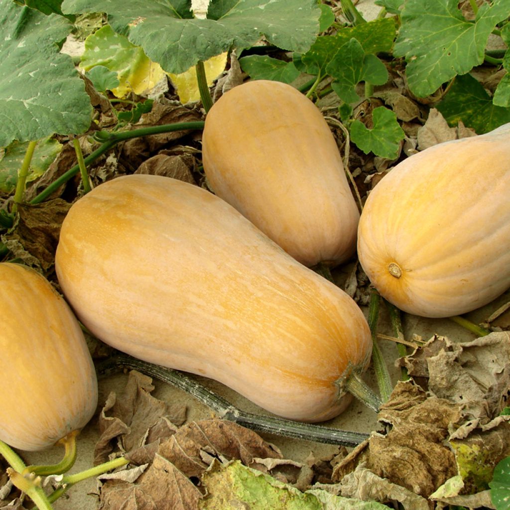 Courge Butternut Harrier F1