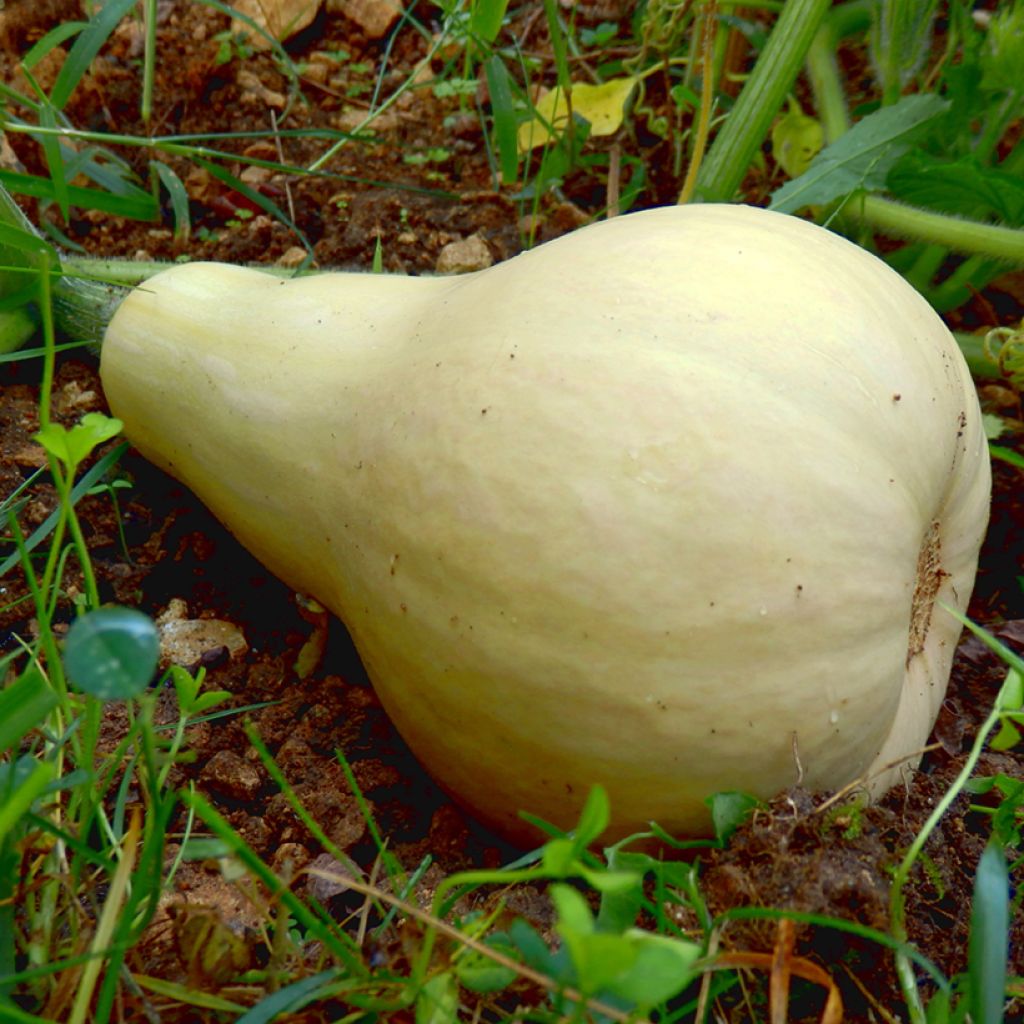 Courge Butternut Harrier F1