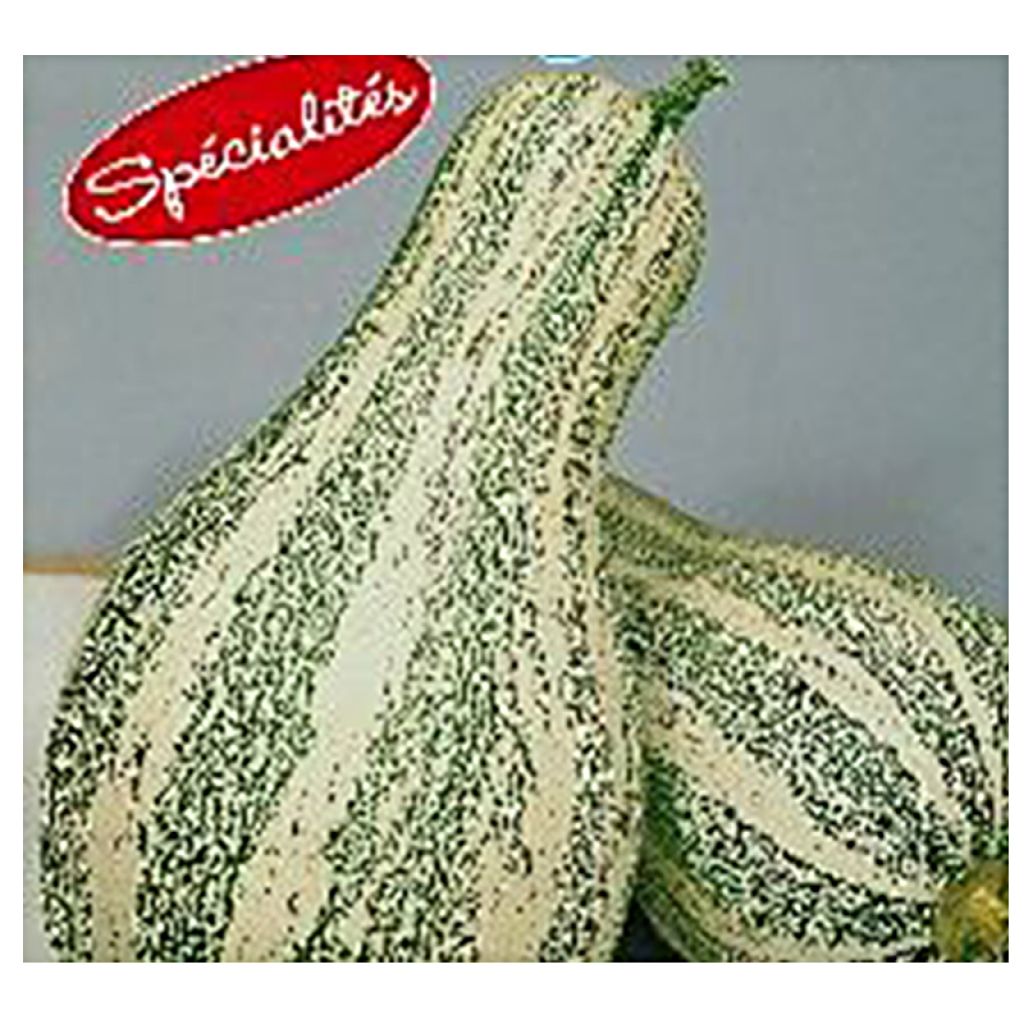 Courge Cushaw Golden