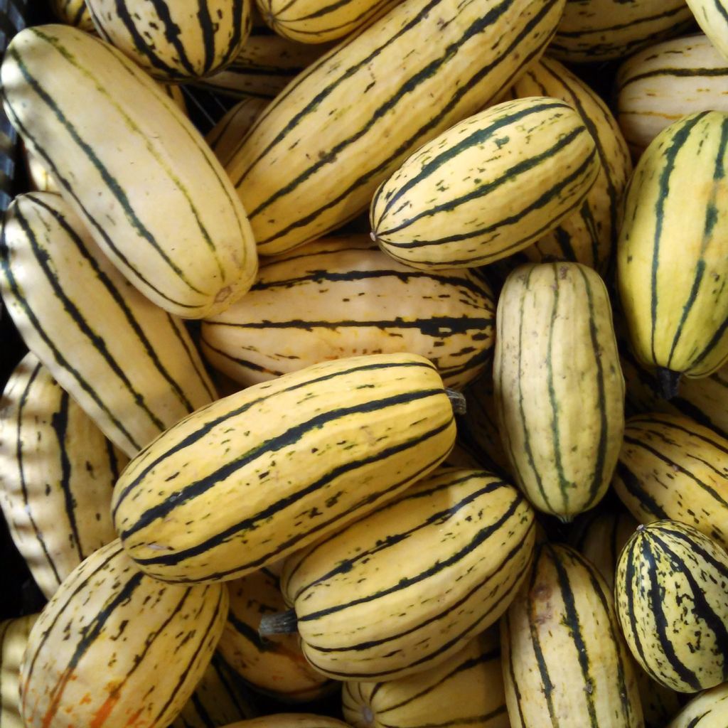 Courge Delicata - Courge Sweet potato