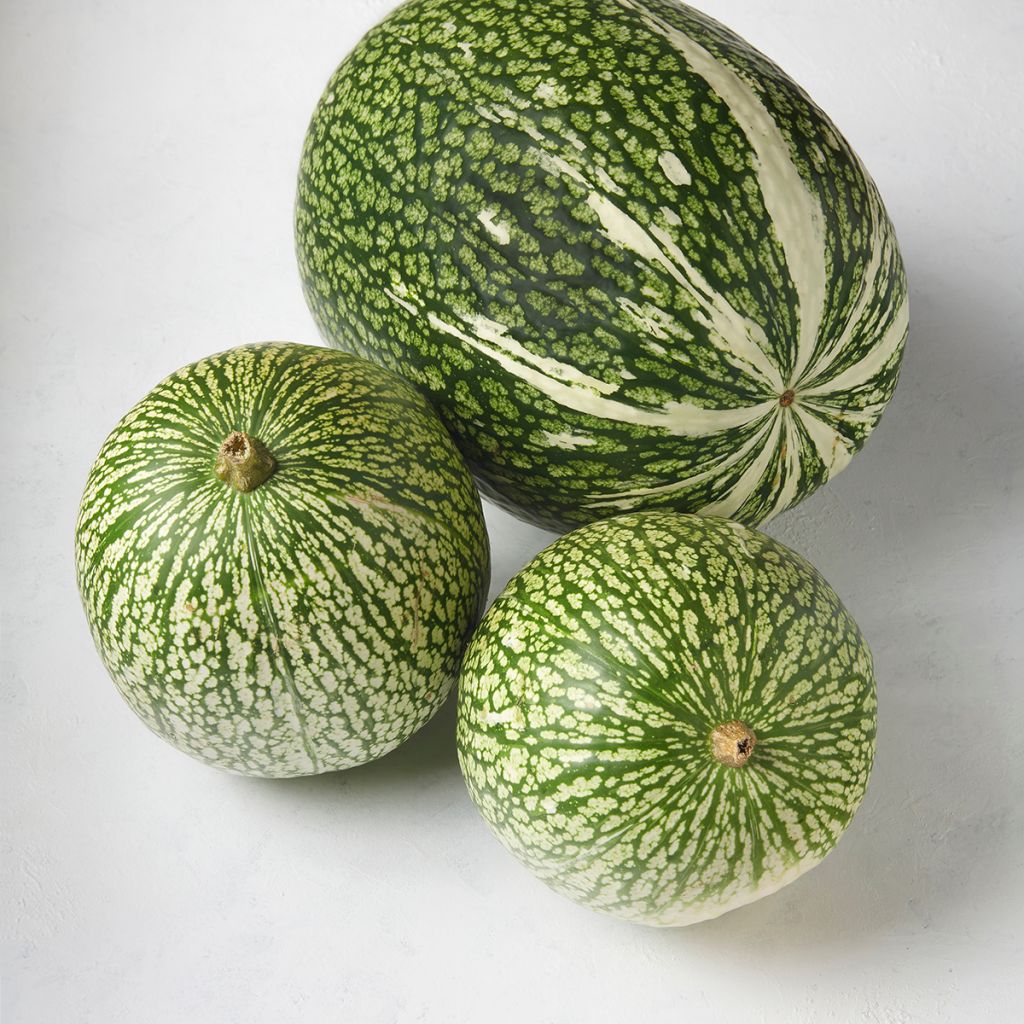 Courge de Siam Bio - Ferme de Sainte Marthe