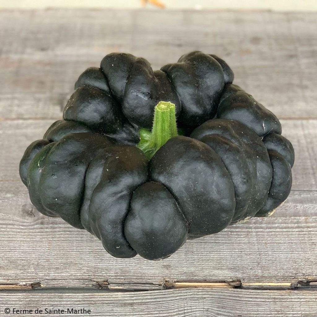 Courge musquée Heipijiangbinggua Bio - Ferme de Sainte Marthe