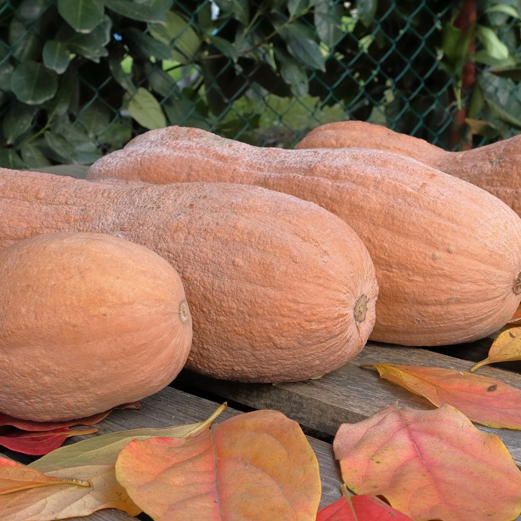 Courge musquée Violina bio - Ferme de Sainte Marthe