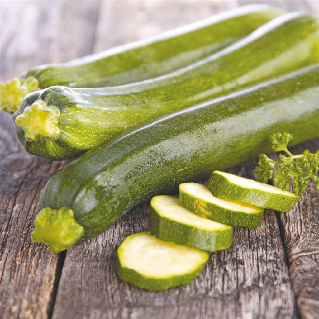 Courgette Alberello Di Sarzana Bio - Ferme de Ste Marthe