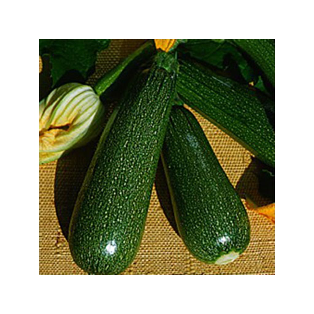 Courgette Verte non coureuse des maraîchers - Cucurbita pepo