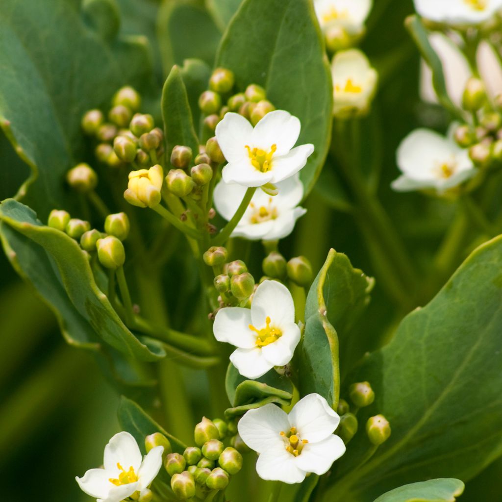 Crambe maritima - choux maritime