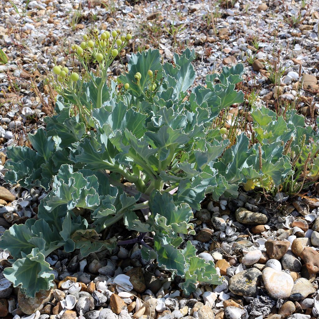 Crambe maritima - choux maritime