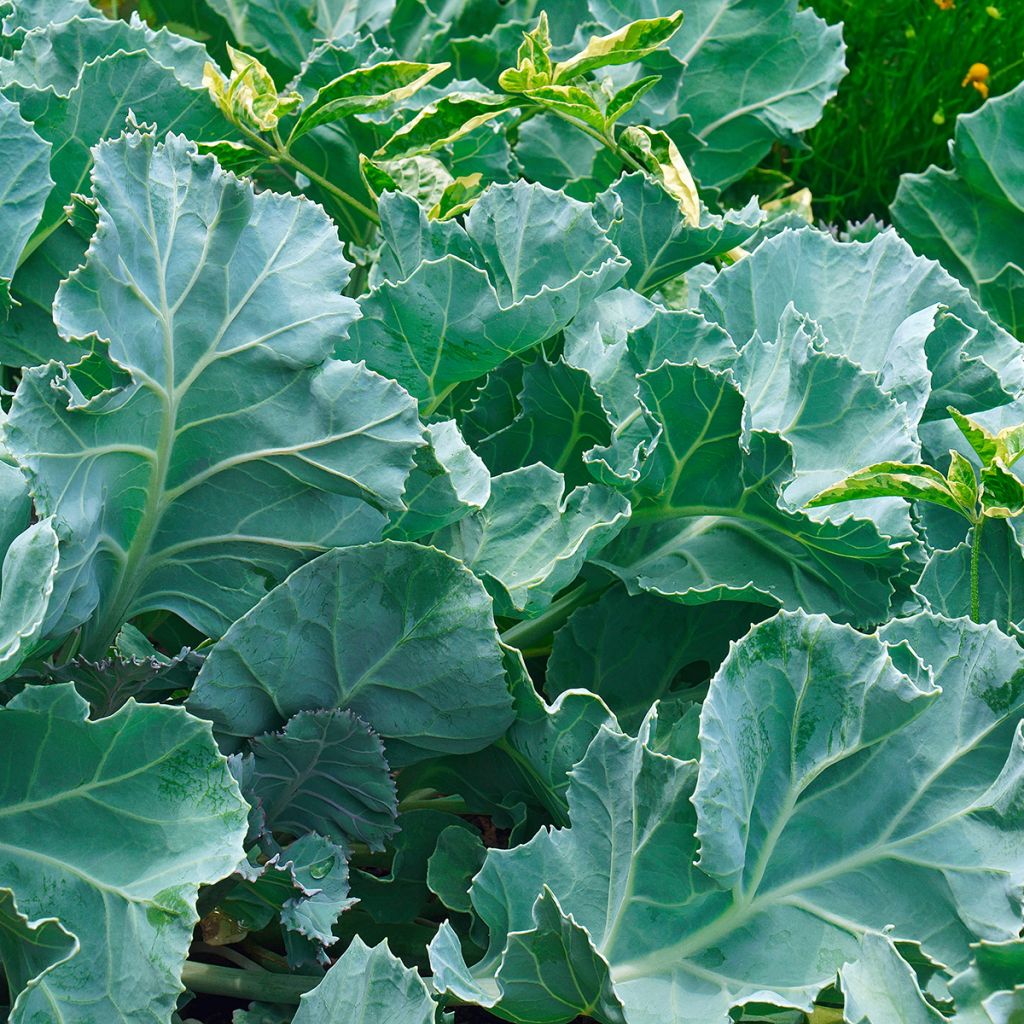 Crambe maritima - choux maritime