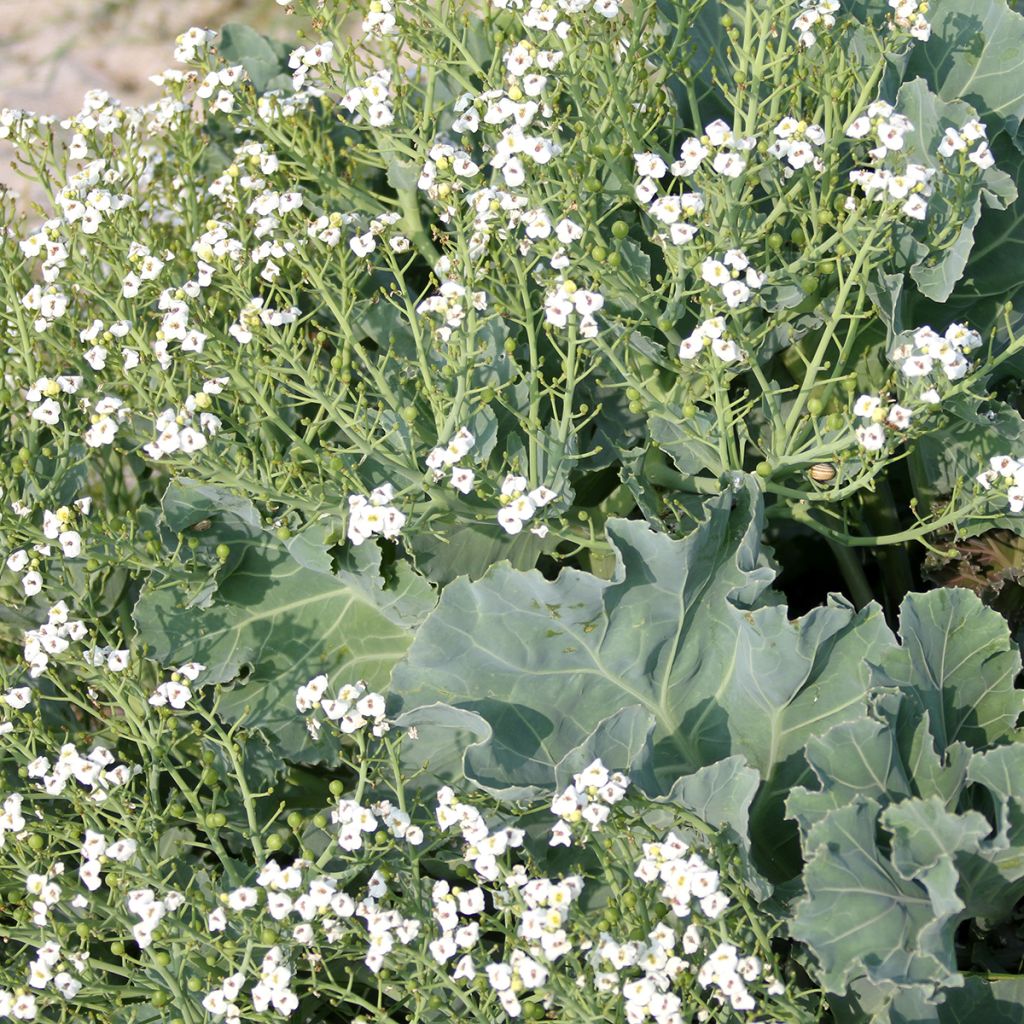 Crambe maritima - choux maritime