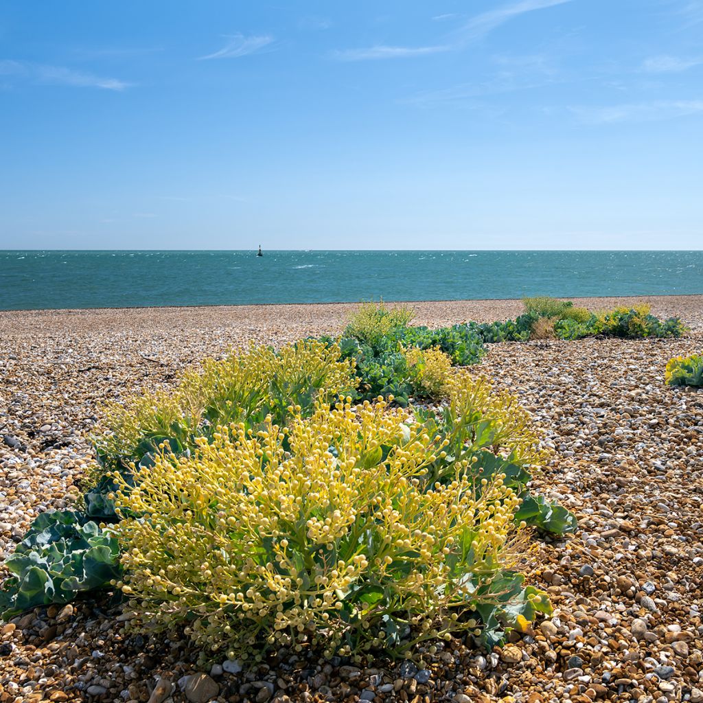 Crambe maritima - choux maritime