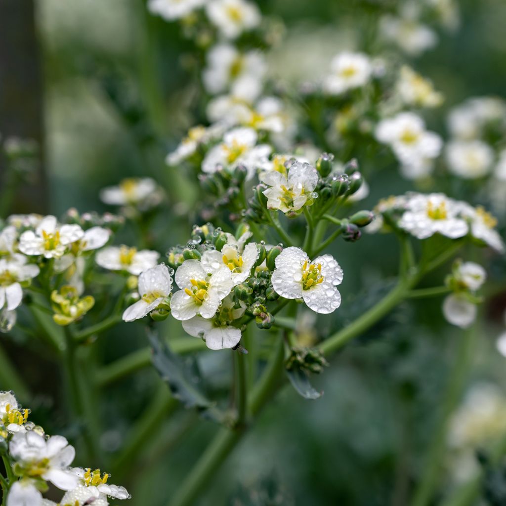 Crambe maritima - choux maritime