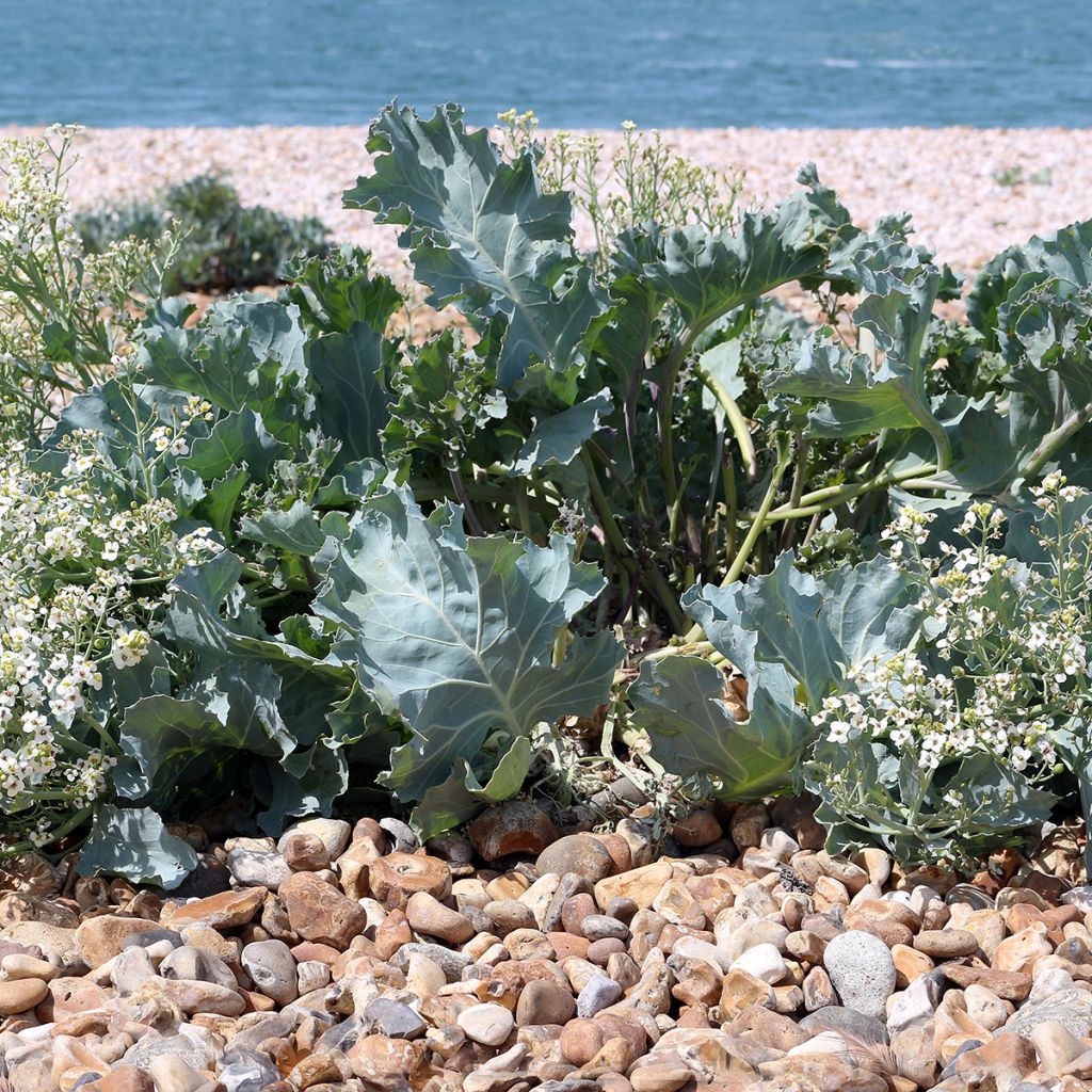 Crambe maritima - choux maritime