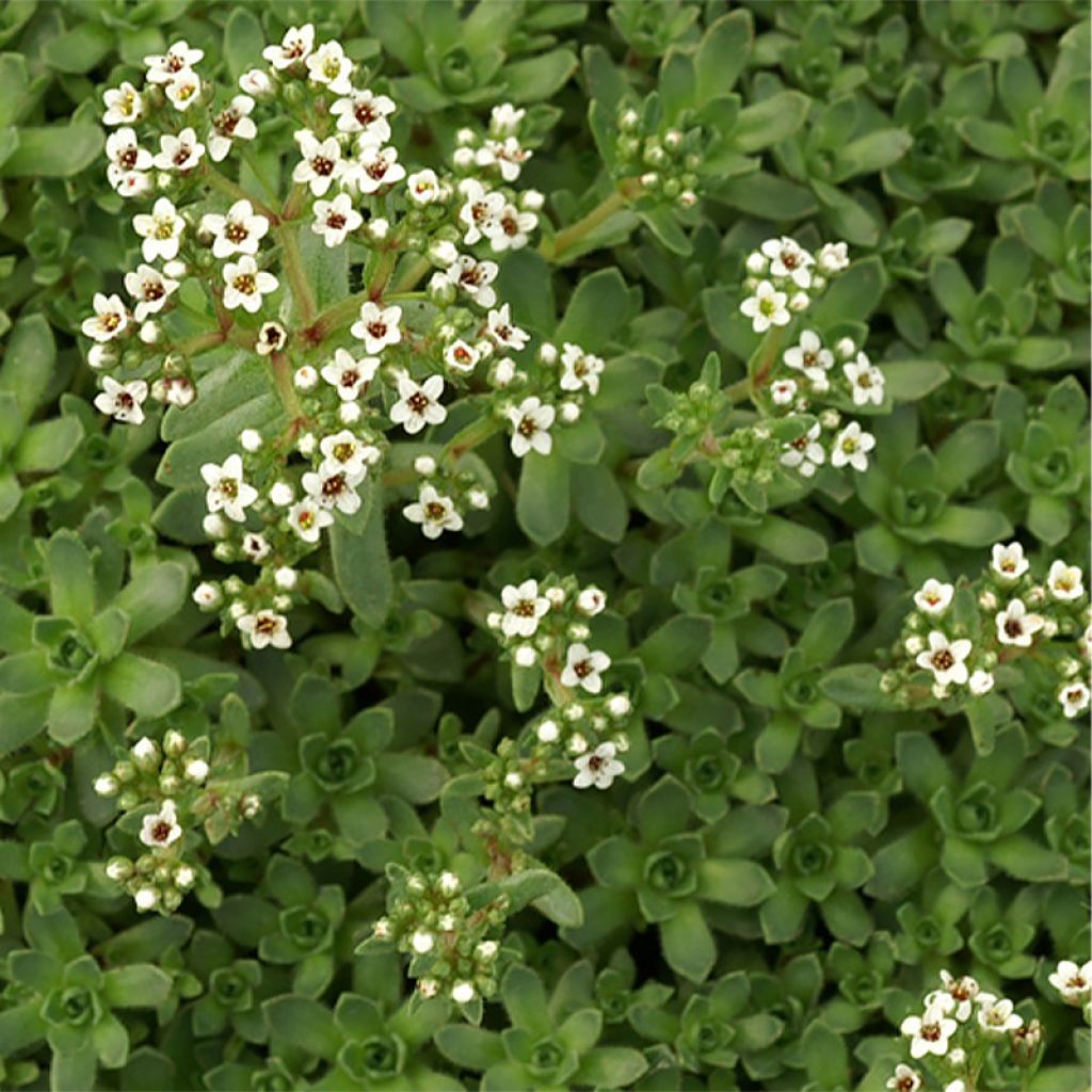 Crassula exilis ssp Sedifolia