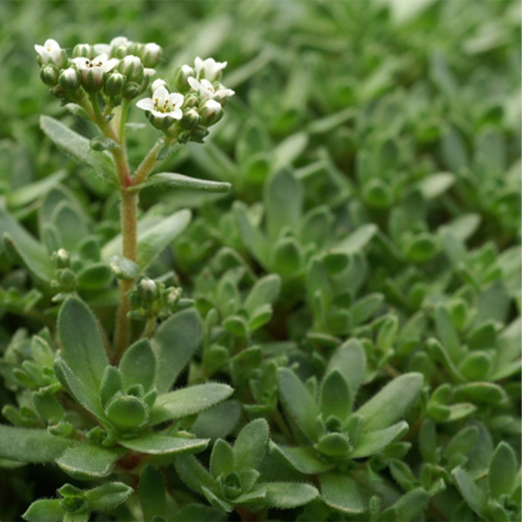 Crassula exilis ssp Sedifolia