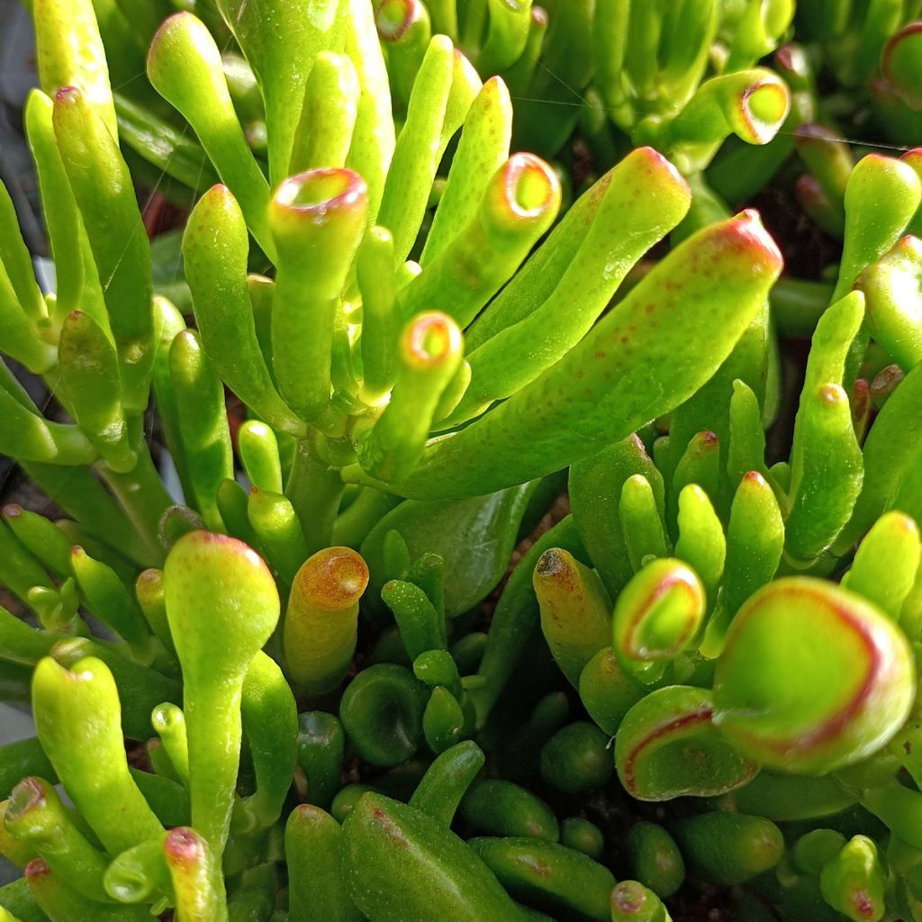 Crassula ovata Hobbit