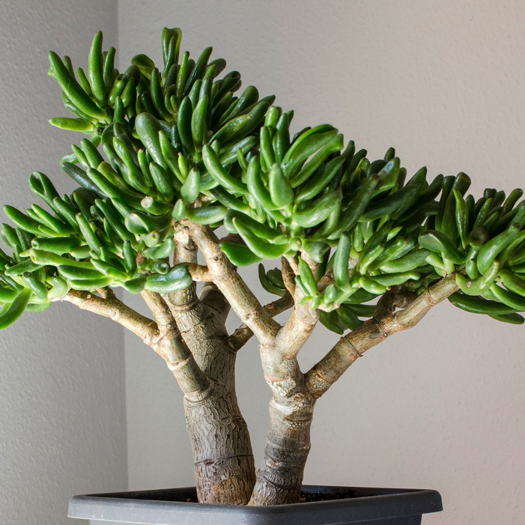 Crassula ovata Hobbit