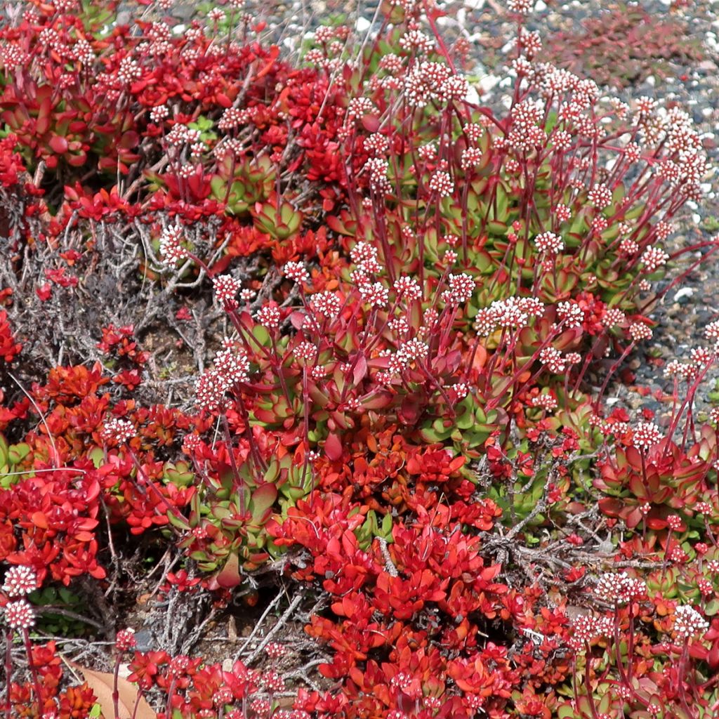 Crassula radicans Small Red - Carpette rouge