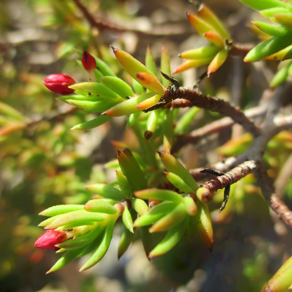 Crassula sarcocaulis