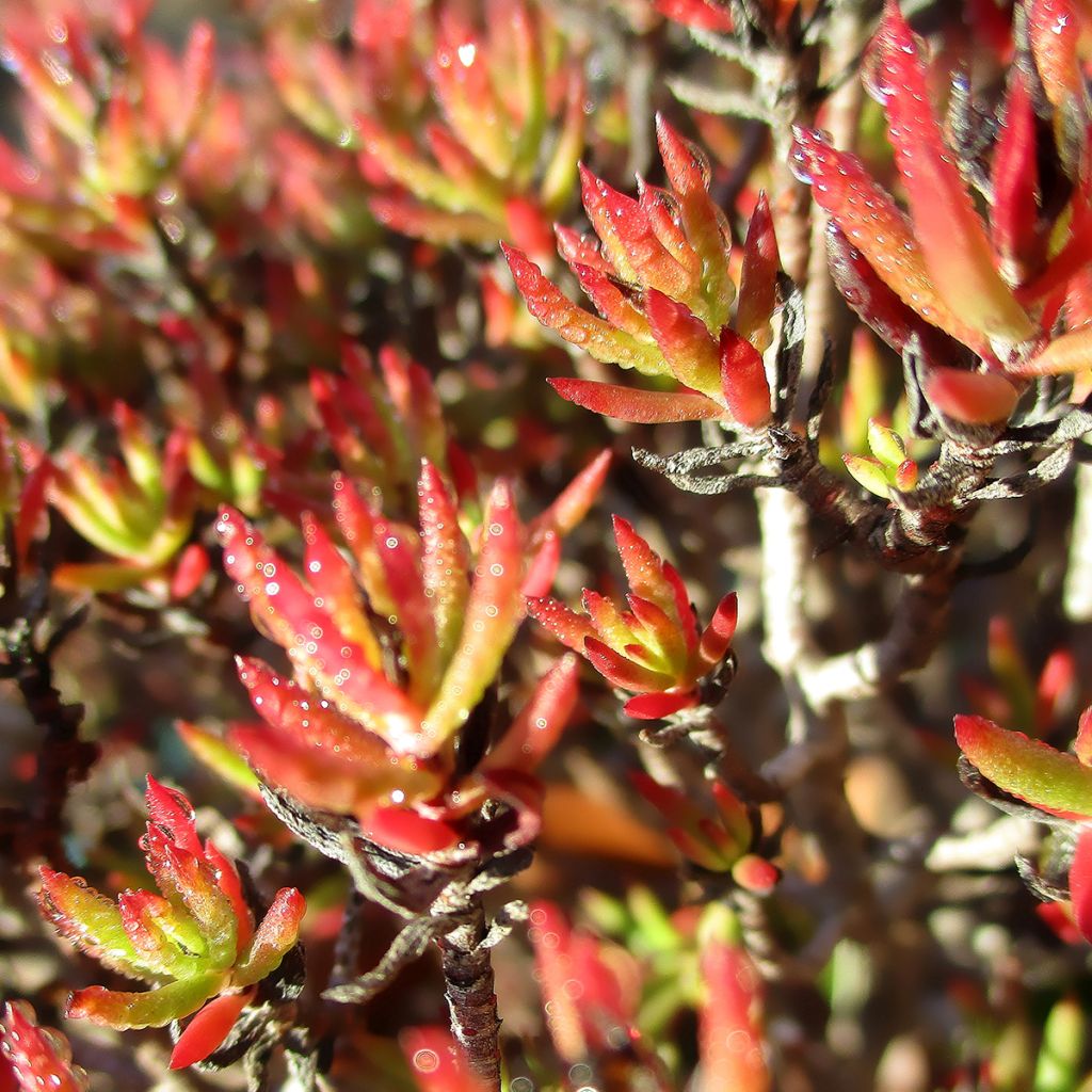 Crassula sarcocaulis