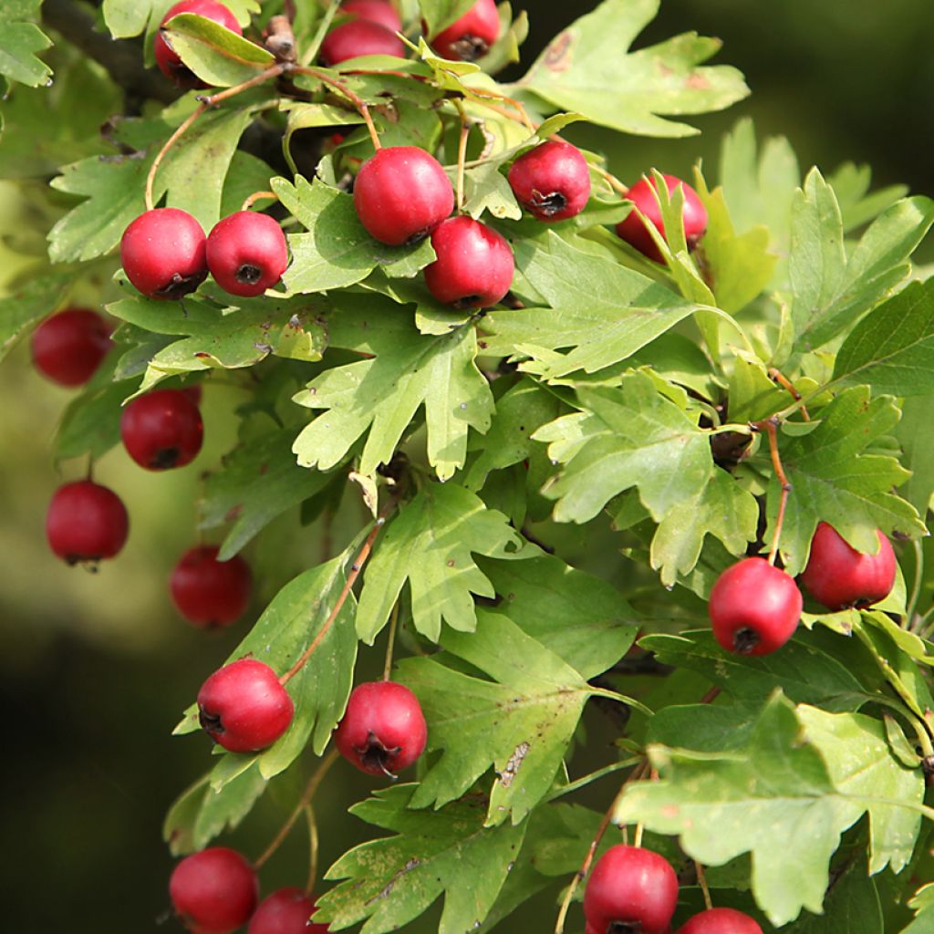 Crataegus azarolus - Azarolier, Azérolier ou Épine d'Espagne