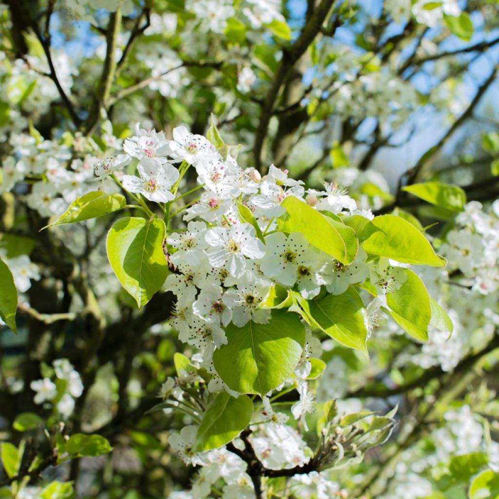 Crataegus azarolus - Azarolier, Azérolier ou Épine d'Espagne