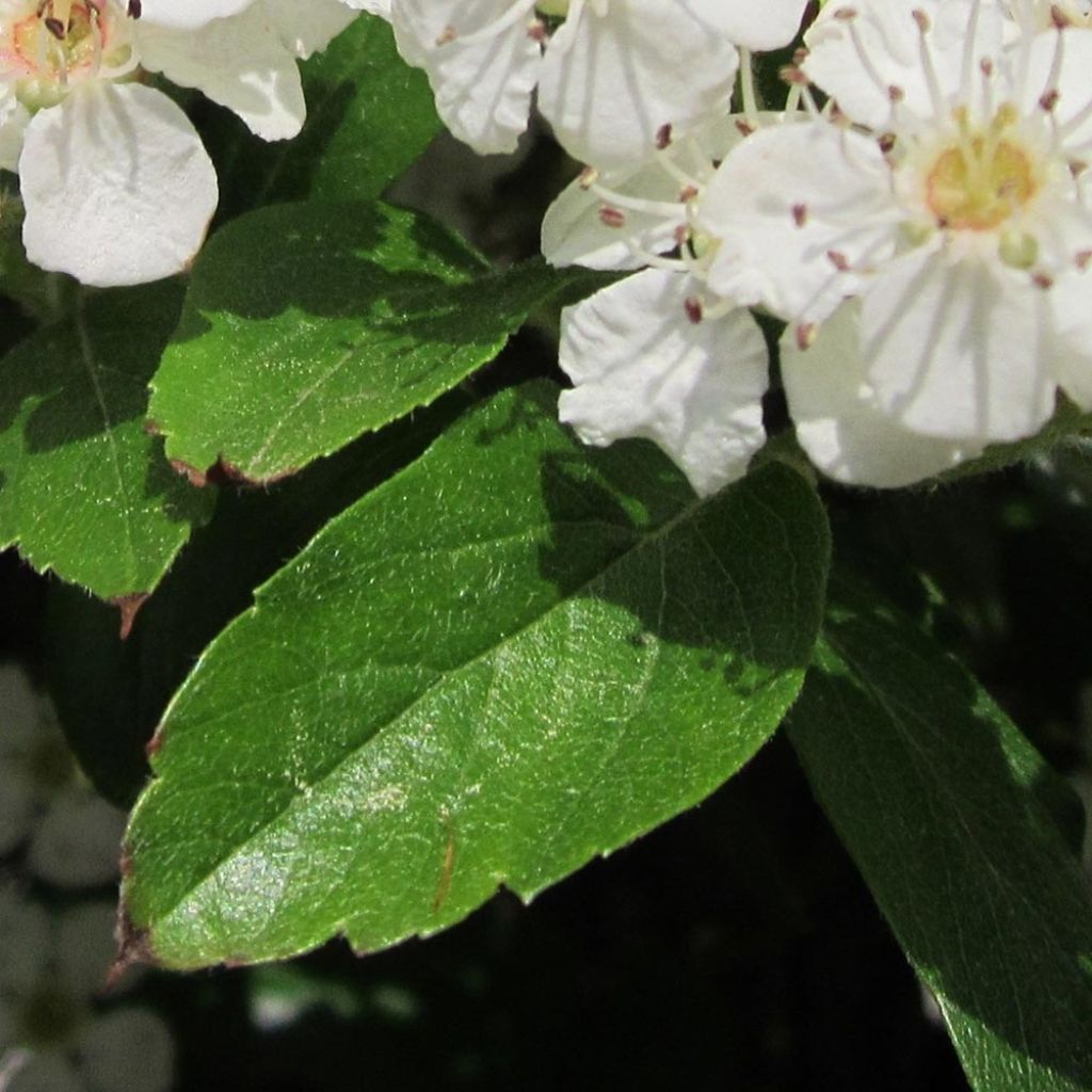 Crataegus grignonensis - Aubépine de Grignon