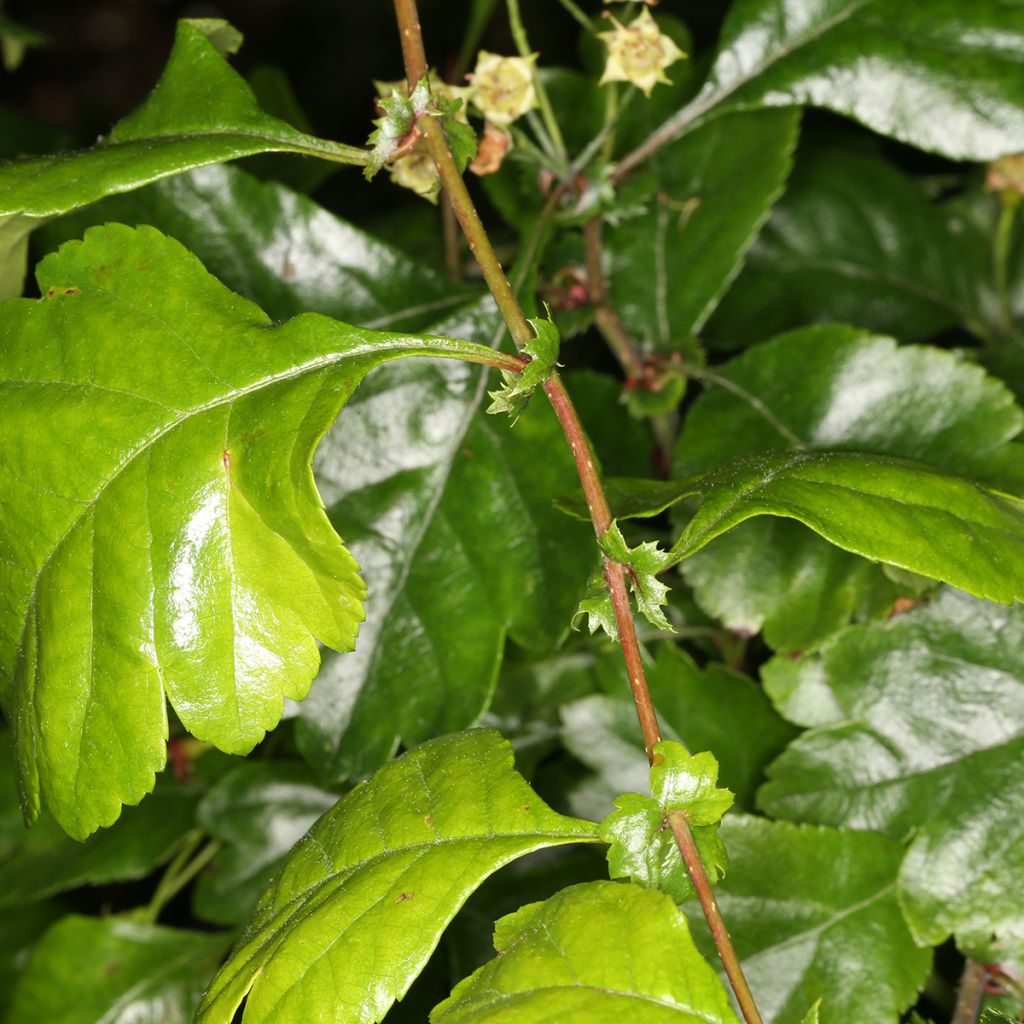 Crataegus laevigata Auriculata - Aubépine lisse