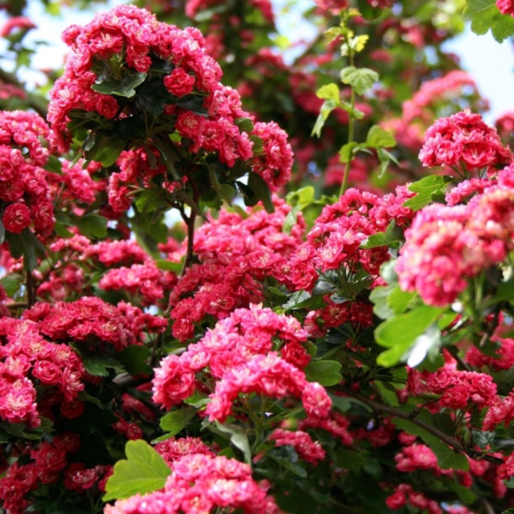 Aubépine - Crataegus laevigata Paul's Scarlet