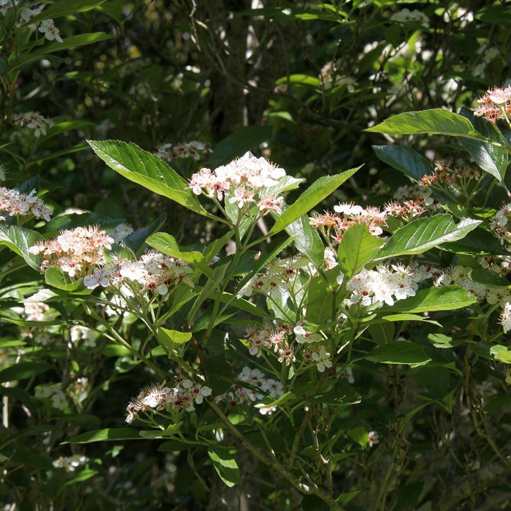 Crataegus lavallei Carrierei - Aubépine