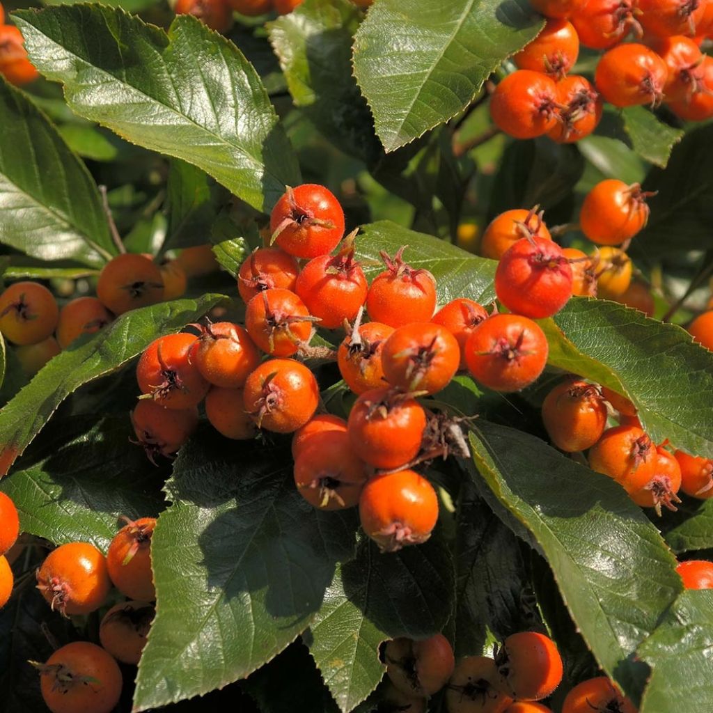 Crataegus lavallei Carrierei - Aubépine