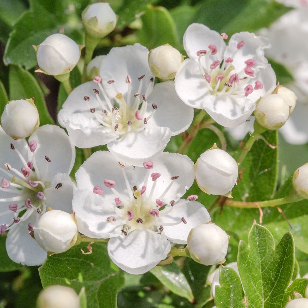 Crataegus monogyna Flexuosa - Aubépine monogyne