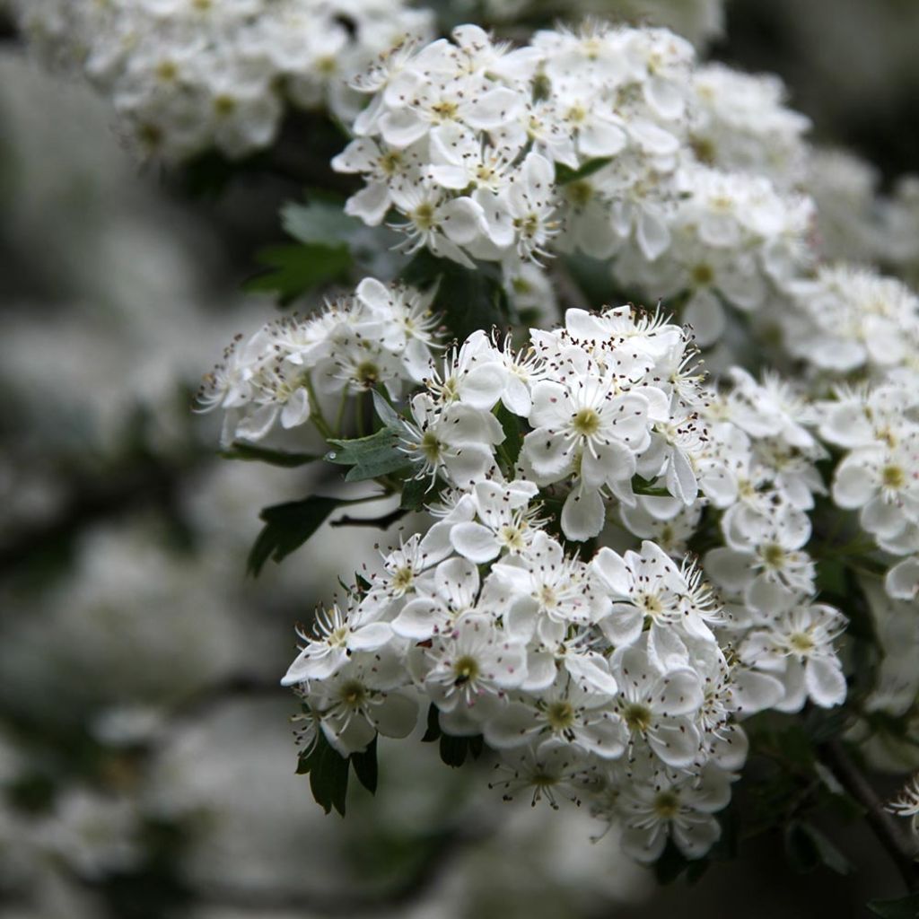 Crataegus monogyna Stricta - Aubépine