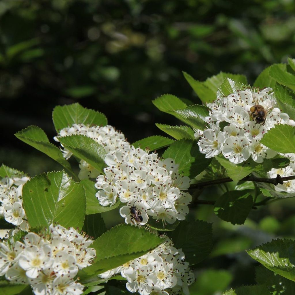 Crataegus prunifolia Splendens - Aubépine