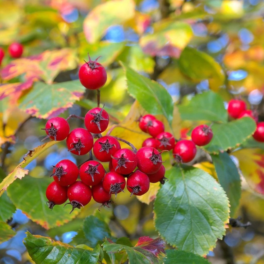 Crataegus prunifolia Splendens - Aubépine