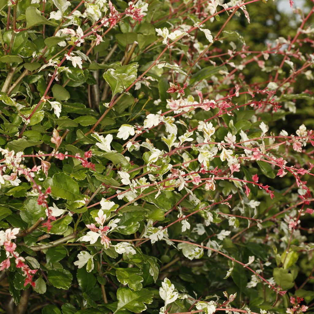 Crataegus x media (x laevigata) Gireoudii - Aubépine hybride