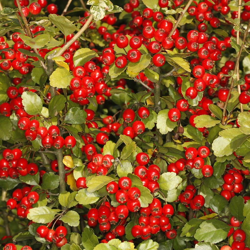 Crataegus x media (x laevigata) Gireoudii - Aubépine hybride