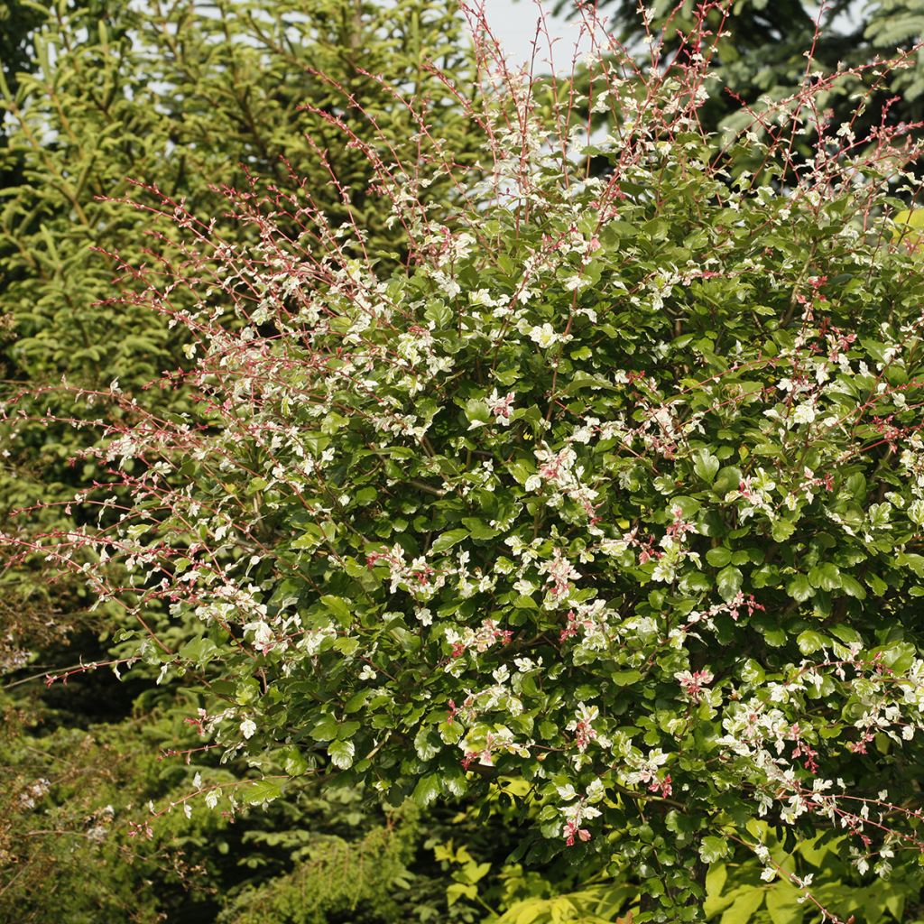 Crataegus x media (x laevigata) Gireoudii - Aubépine hybride