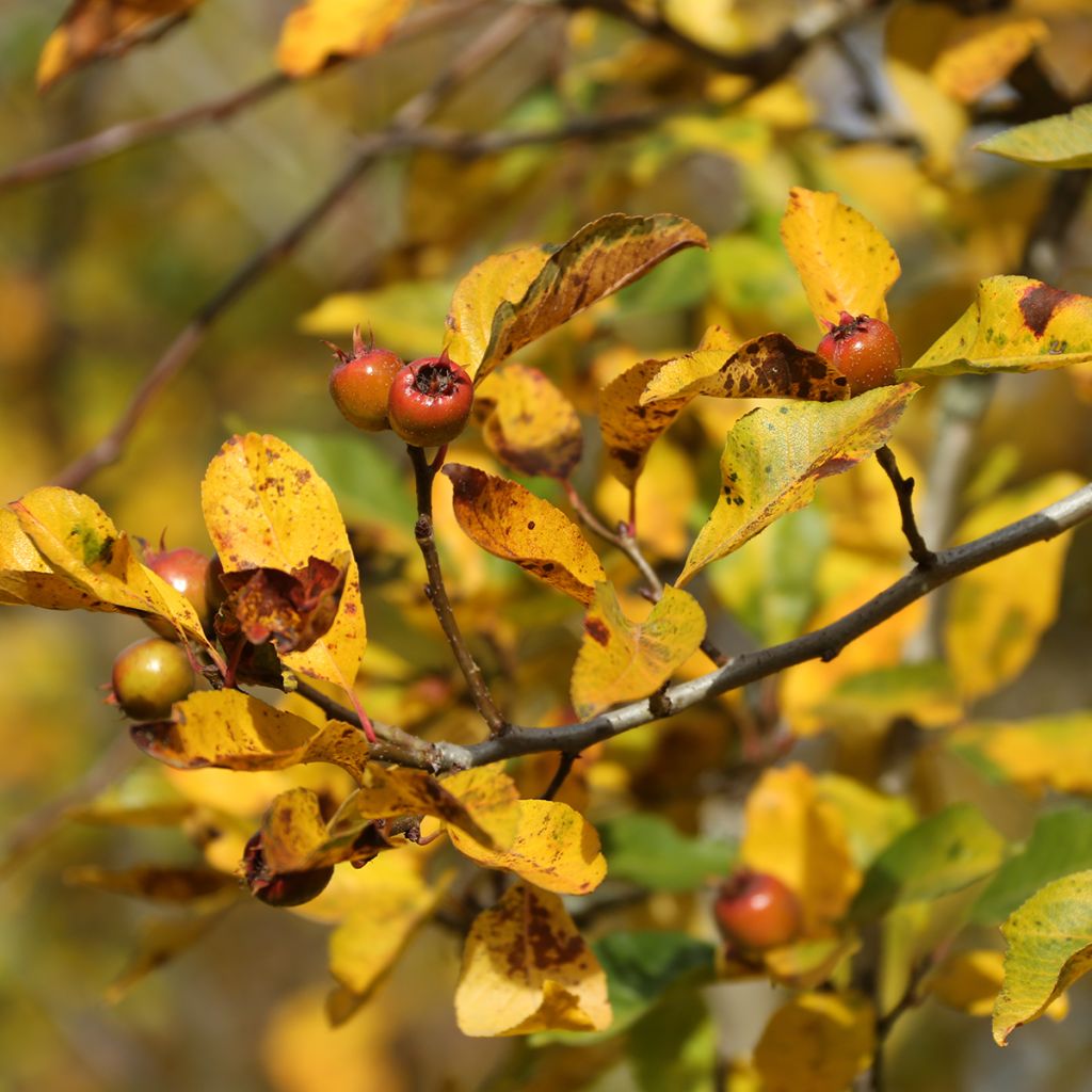 Crataemespilus grandiflora - Aubépine hybride