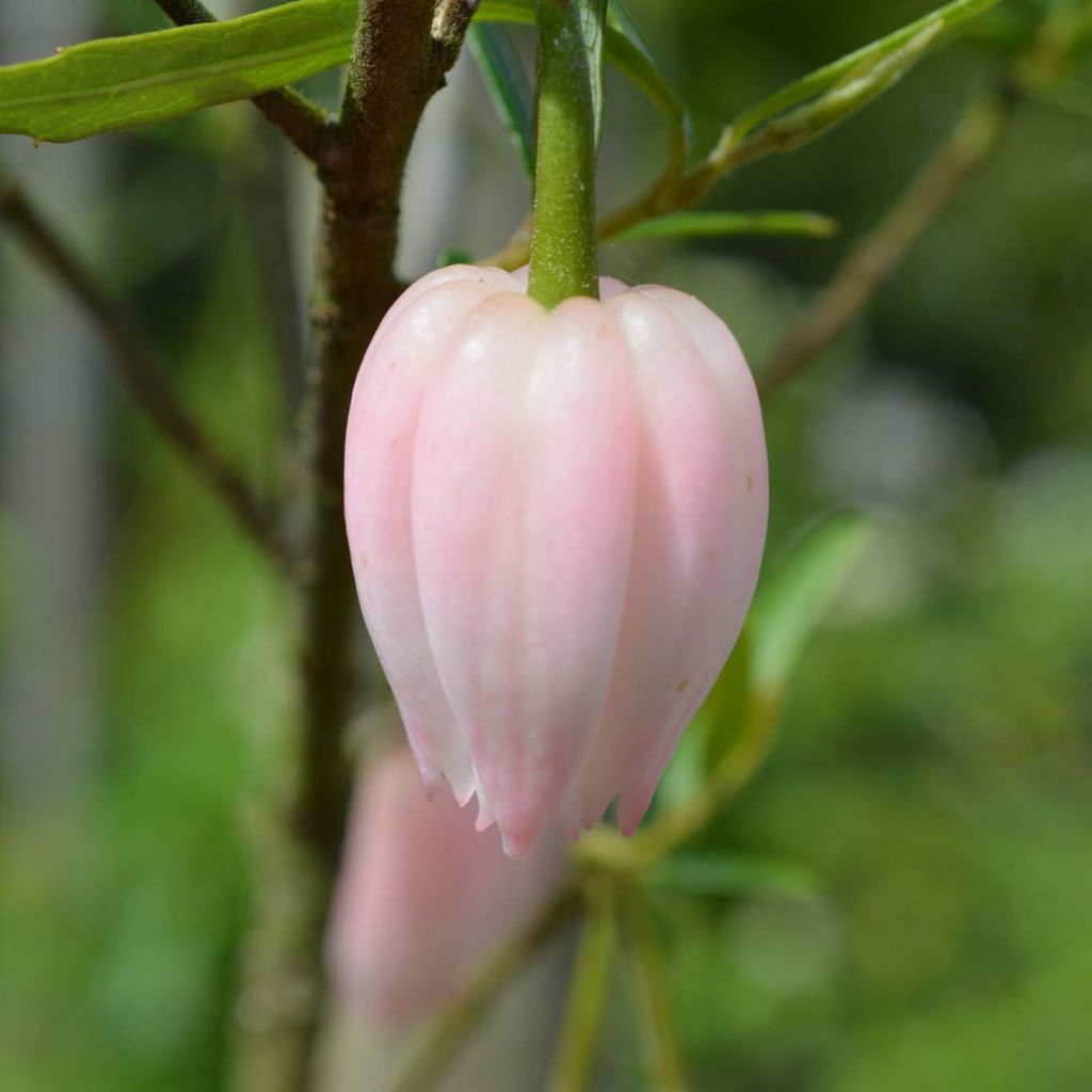 Crinodendron hookerianum Ada Hoffman - Arbre aux lanternes