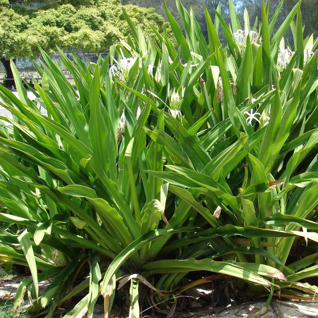 Crinum asiaticum - Crinum asiatique