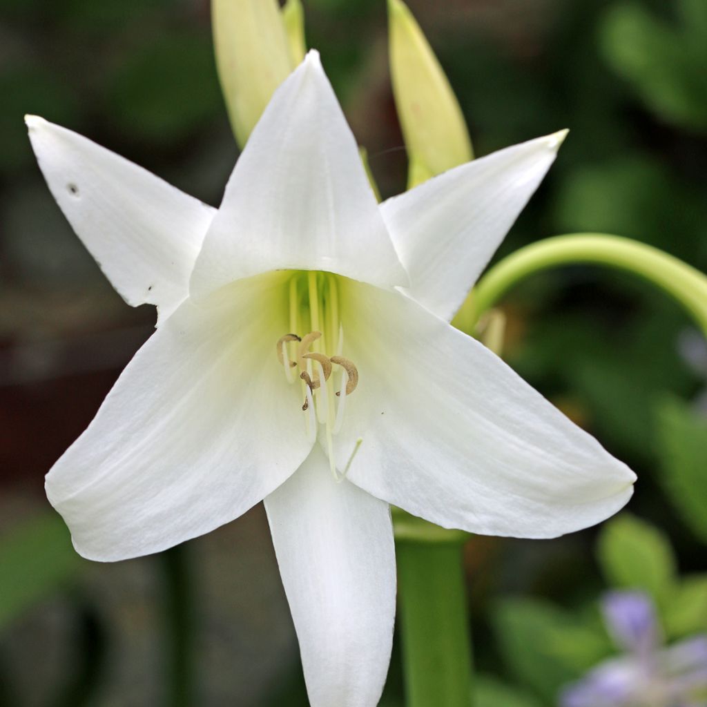 Crinum powellii Blanc