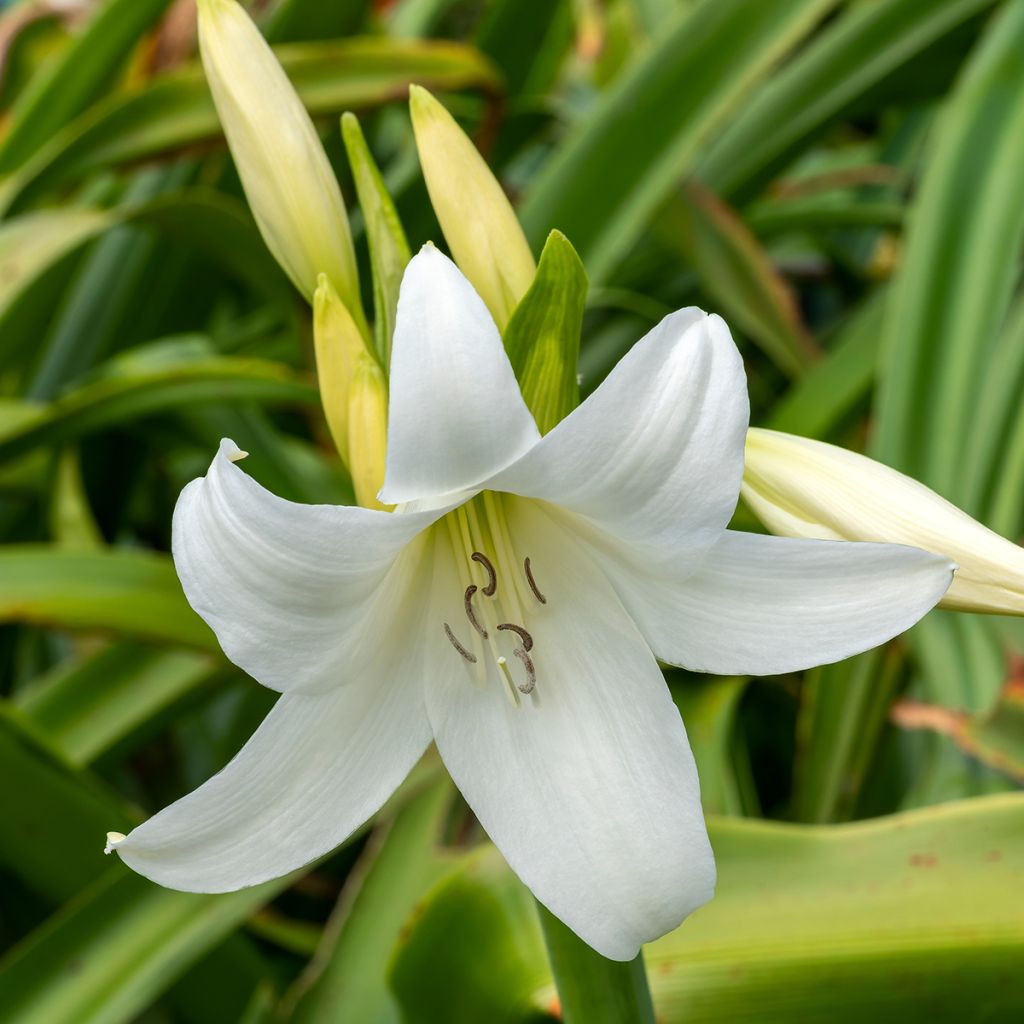 Crinum powellii Blanc