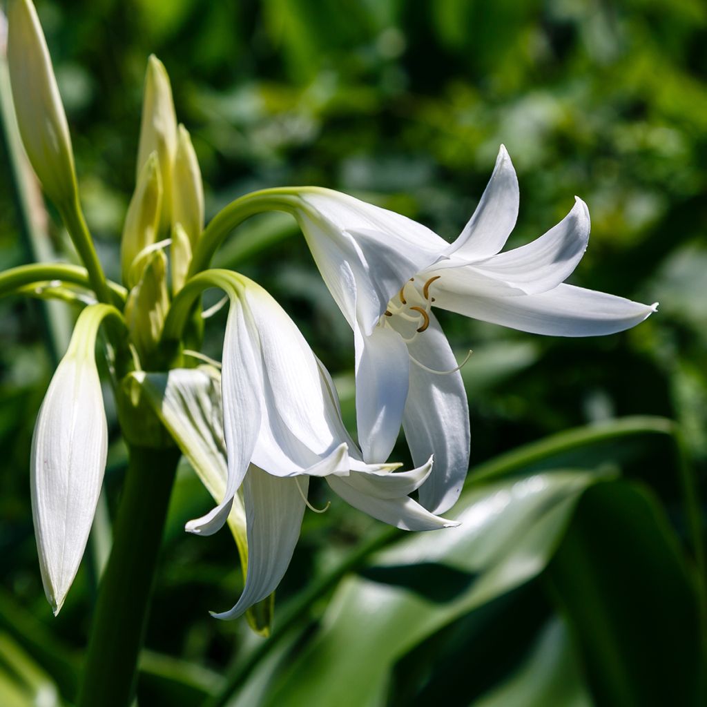 Crinum powellii Blanc