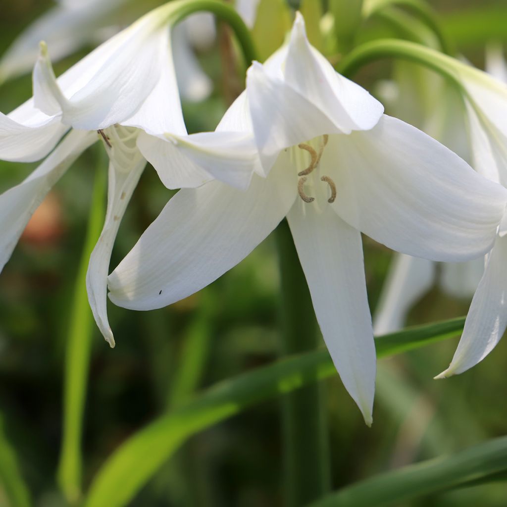 Crinum powellii Blanc